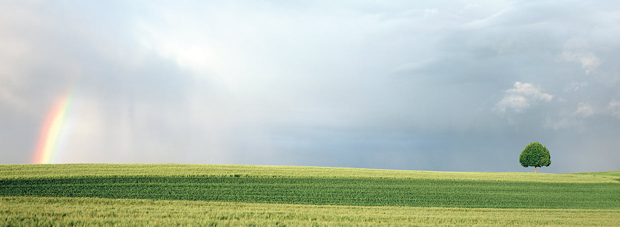Country Field en Suiza Lienzo