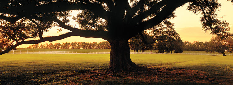 Louisiana Oak at Sunset
