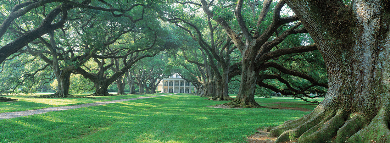 Oak Alley, Luisiana Lienzo