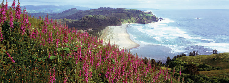 Foxgloves at Cascade Head