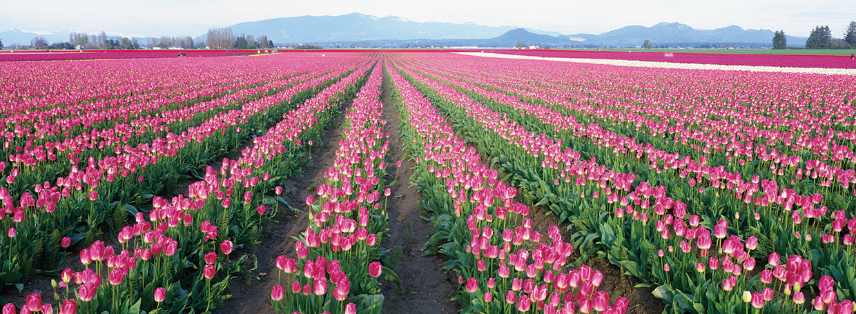 Pink Tulip Fields