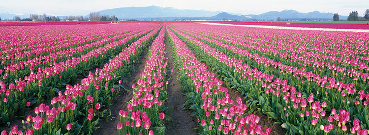 Pink Tulip Fields