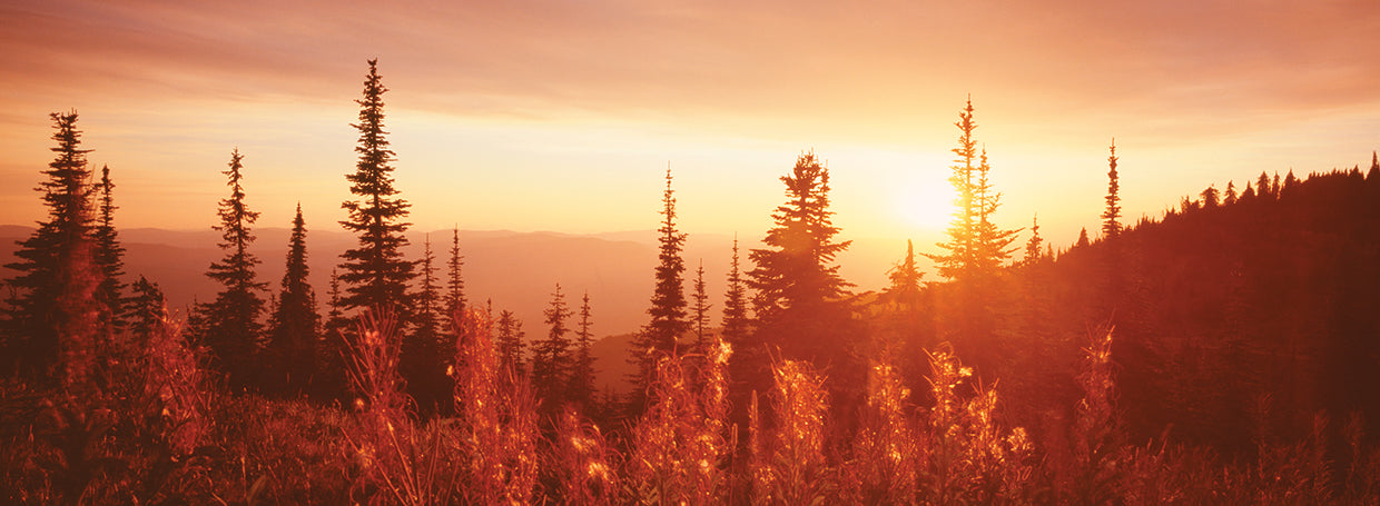 Fireweed at Sunset, Montana