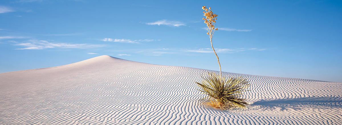 Soaptree Yucca, New Mexico