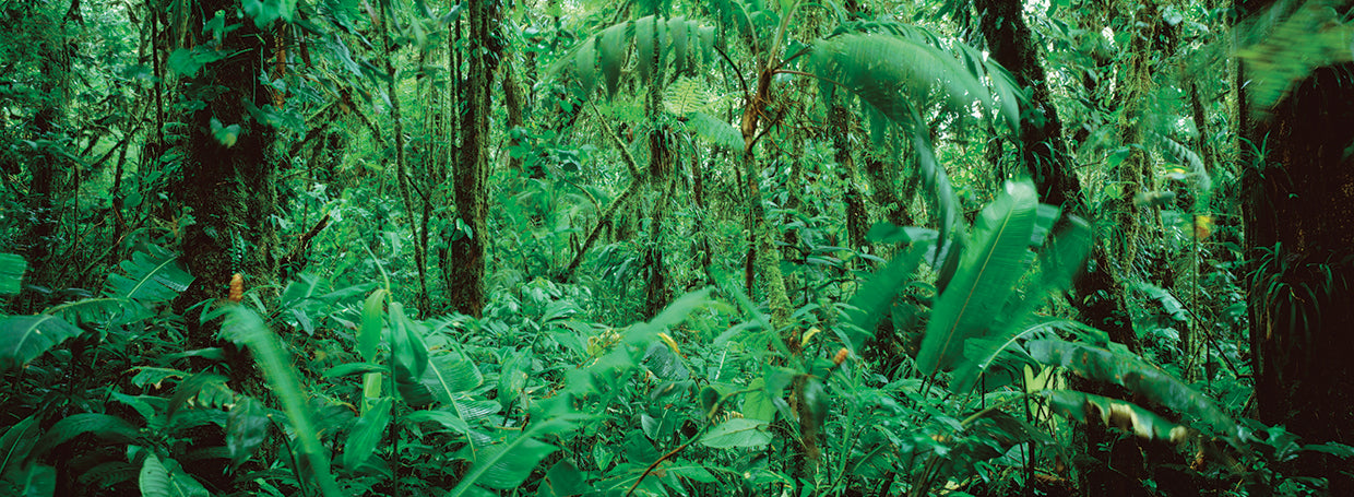 Exuberante verde Costa Rica Lienzo