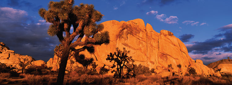 Formaciones rocosas de Joshua Tree Lienzo
