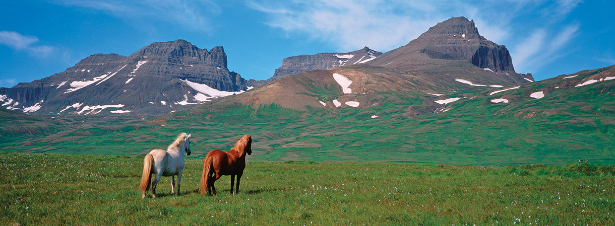 Grazing Horses, Iceland
