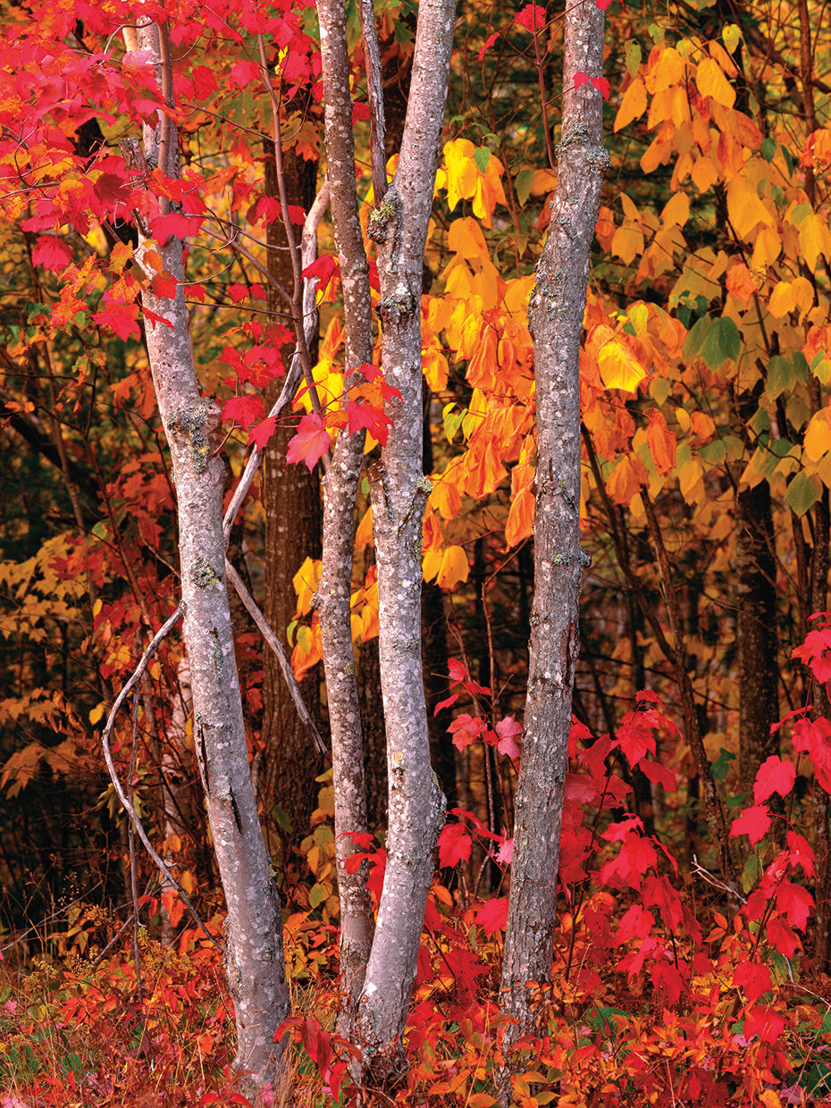 Autumn Maples, Maine