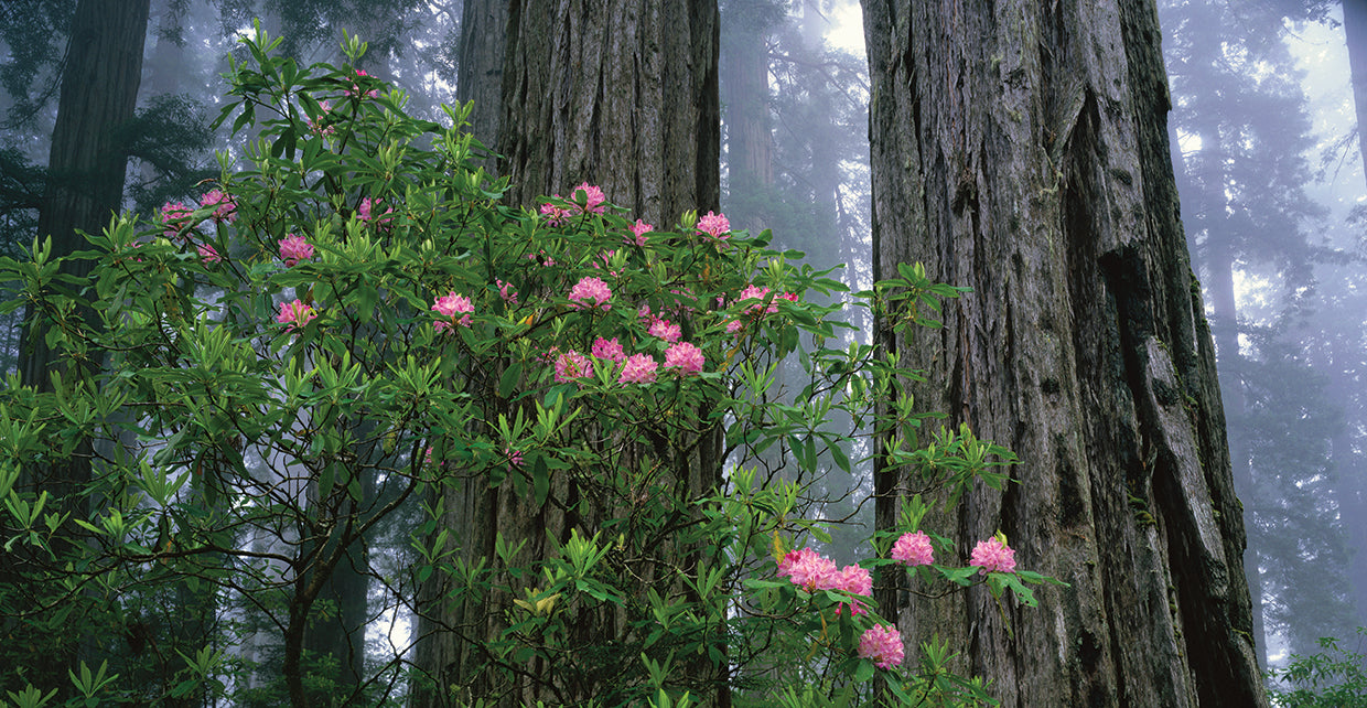 Secuoyas y rododendros Lienzo