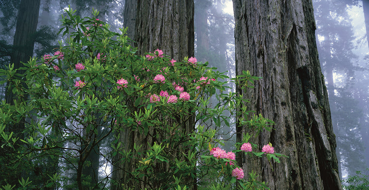 Secuoyas y rododendros Lienzo