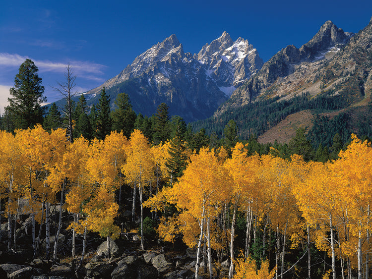 Árboles dorados, Wyoming Lienzo