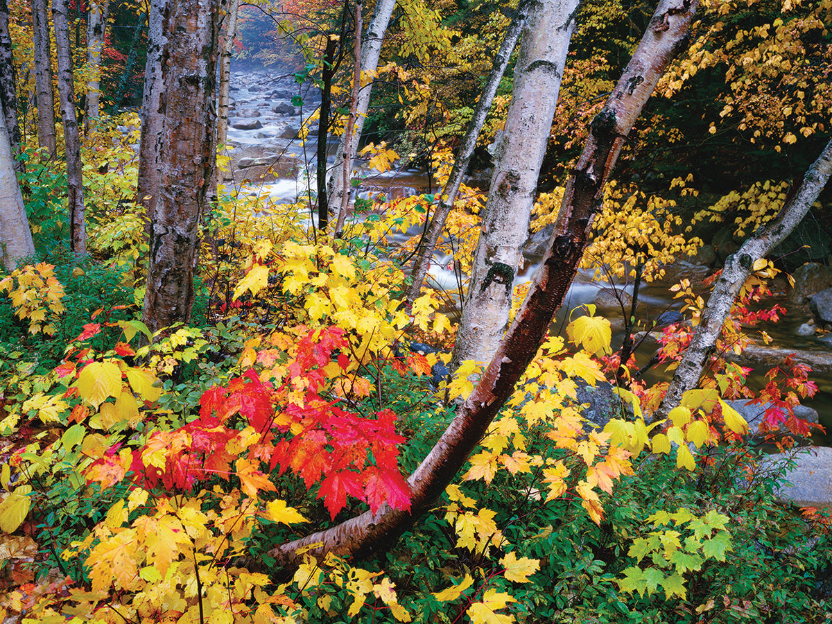 New Hampshire Colors