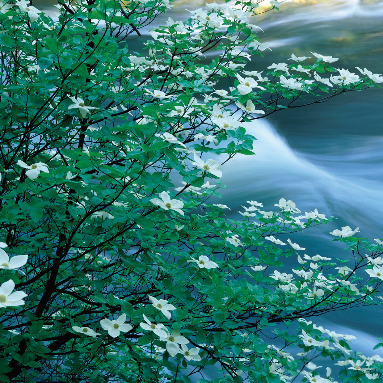 Flores de Dogwood del Pacífico Lienzo