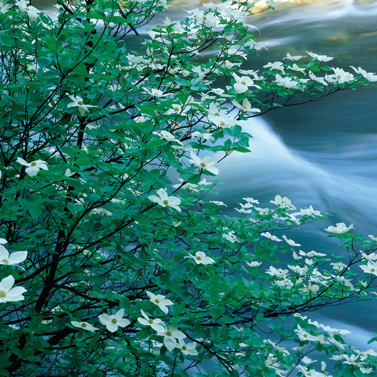 Flores de Dogwood del Pacífico Lienzo