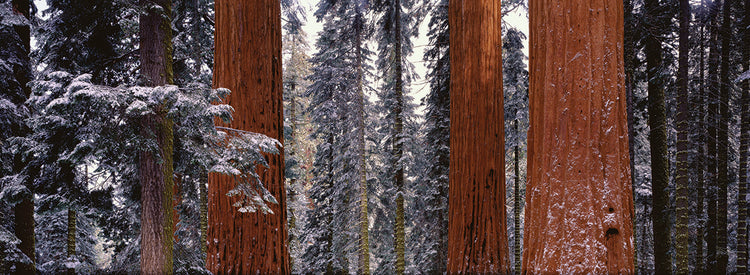 Árboles del Parque Nacional Sequoia Lienzo
