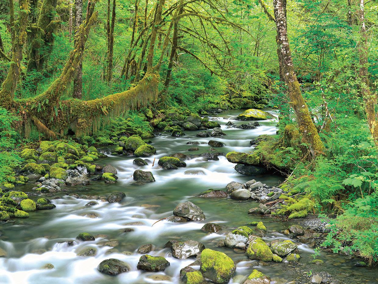 Bosques de Washington Lienzo