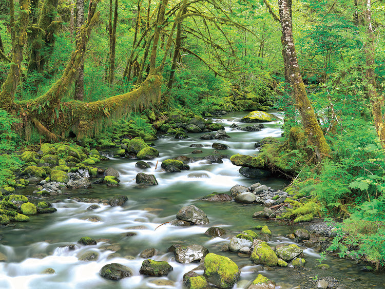 Bosques de Washington Lienzo