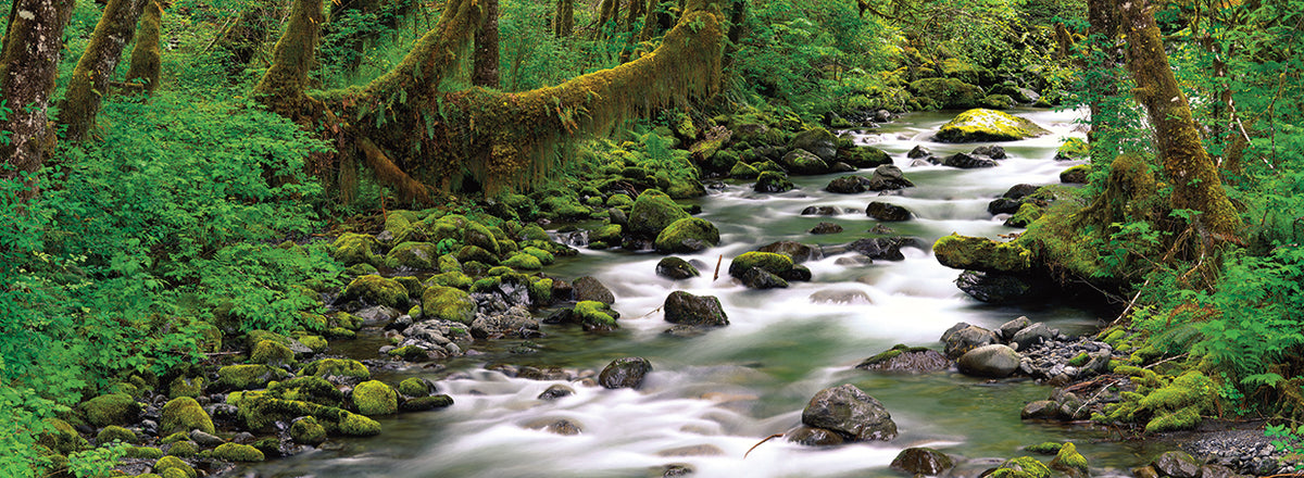 Olympic National Park River