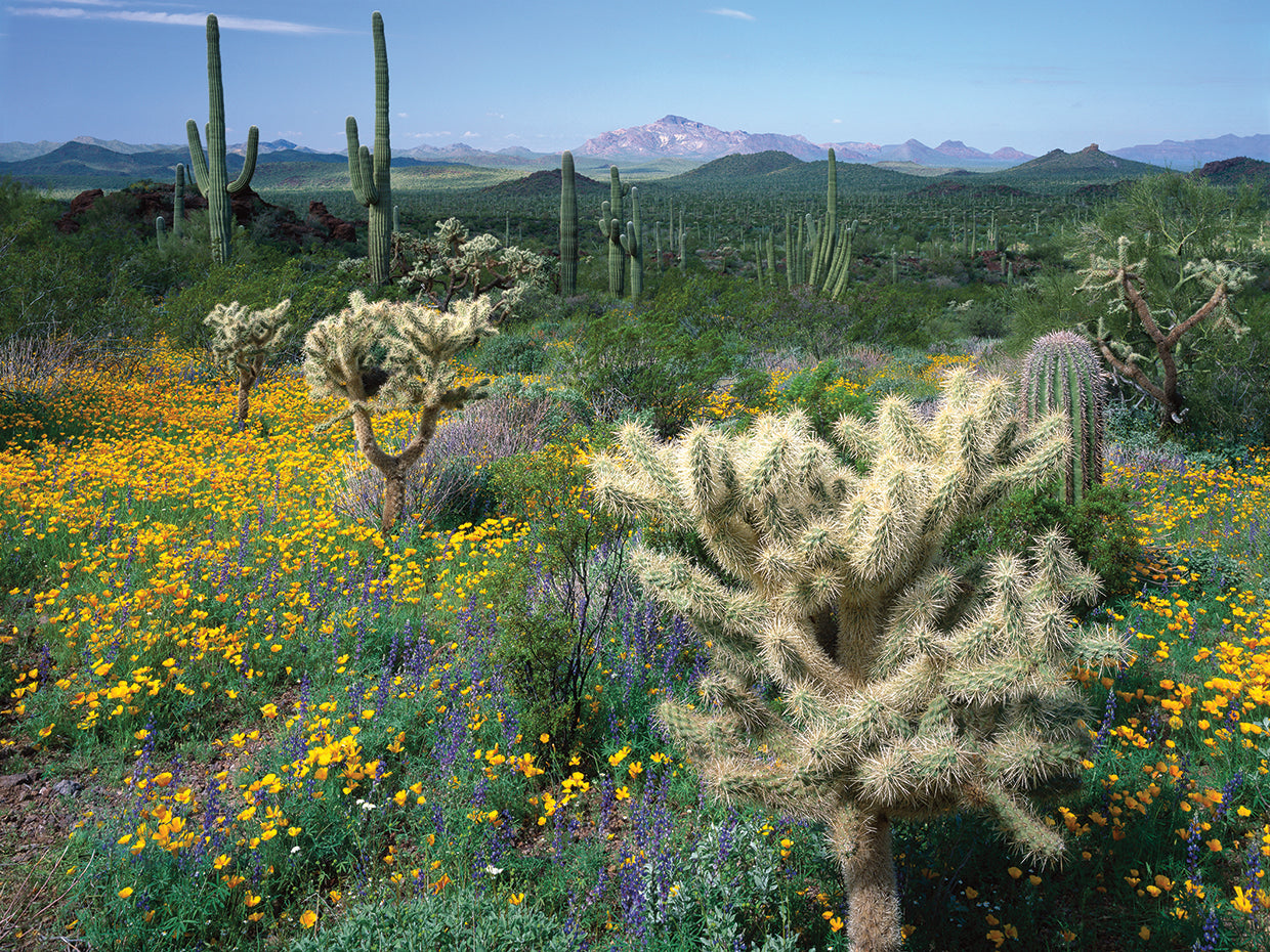 País de arizona Lienzo