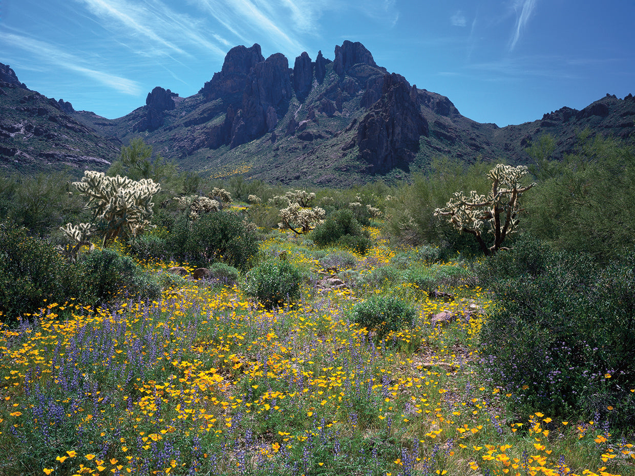 Flores silvestres de arizona Lienzo
