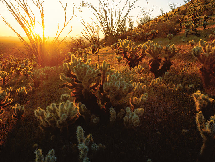Sonoran Desert Sunset
