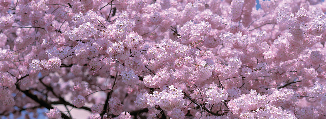 Gloriosas flores de cerezo Lienzo