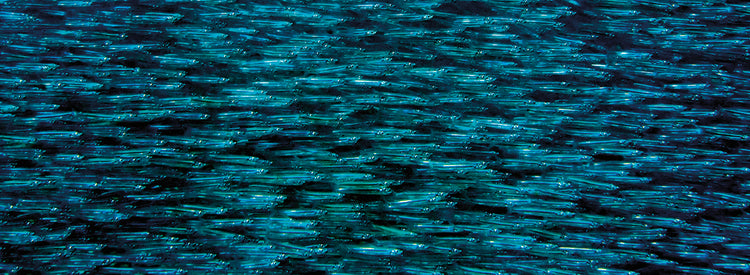 Escuela de peces Silverside Lienzo