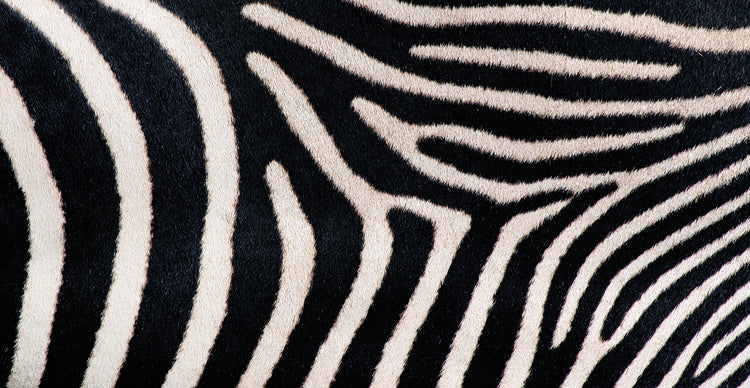Zebra Stripes