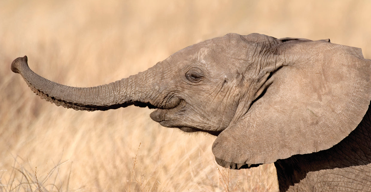 Cría de elefante en juego Lienzo