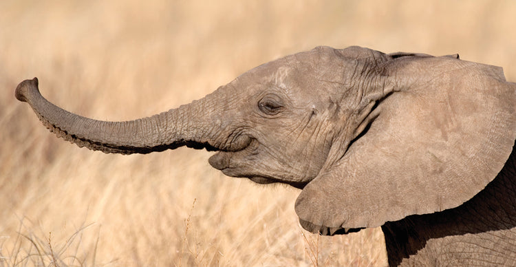 Cría de elefante en juego Lienzo