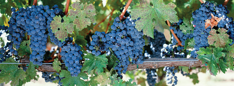Vides de napa Lienzo