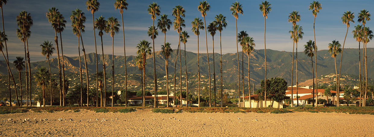 Palms on the Beach