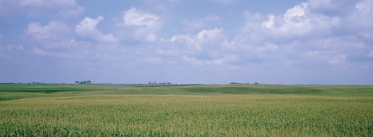 Verdes de Iowa Lienzo