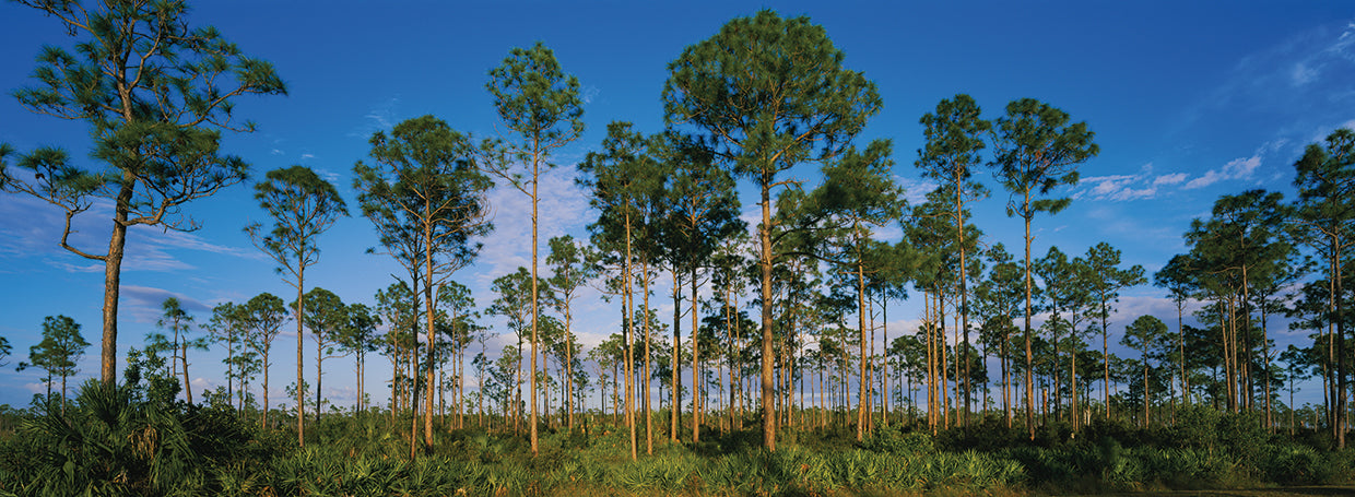 Árboles de los Everglades Lienzo