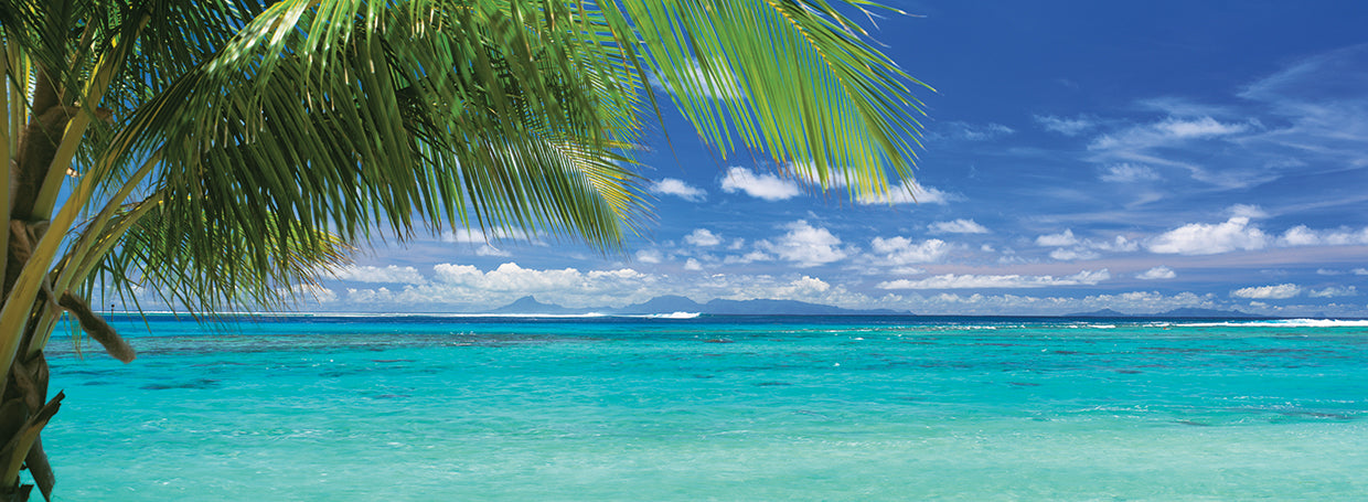 Palmera paz Lienzo