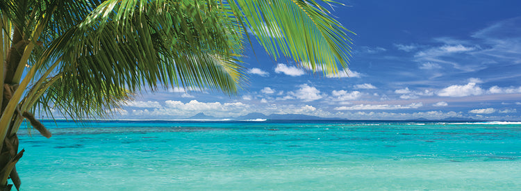 Palmera paz Lienzo