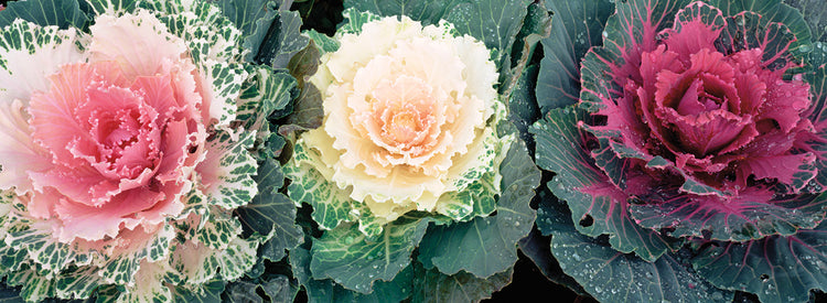 Cabbage Roses