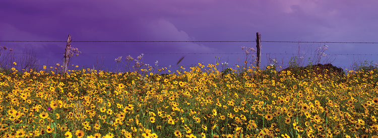 Coreopsis de Texas Lienzo