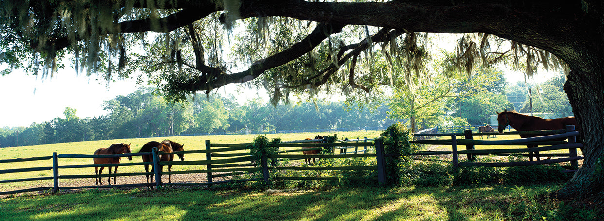 Equine Ranch