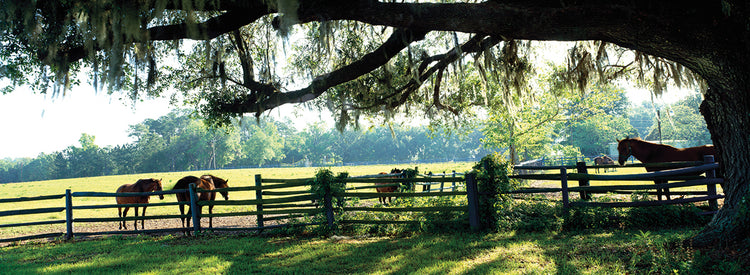 Equine Ranch