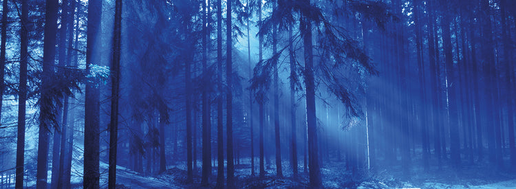 Árboles Titisee Lienzo