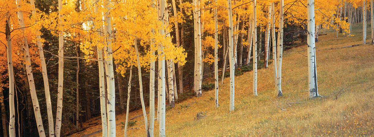 Aspen Clearing