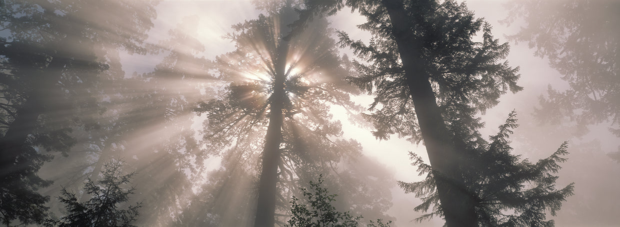 Beneath the Redwoods