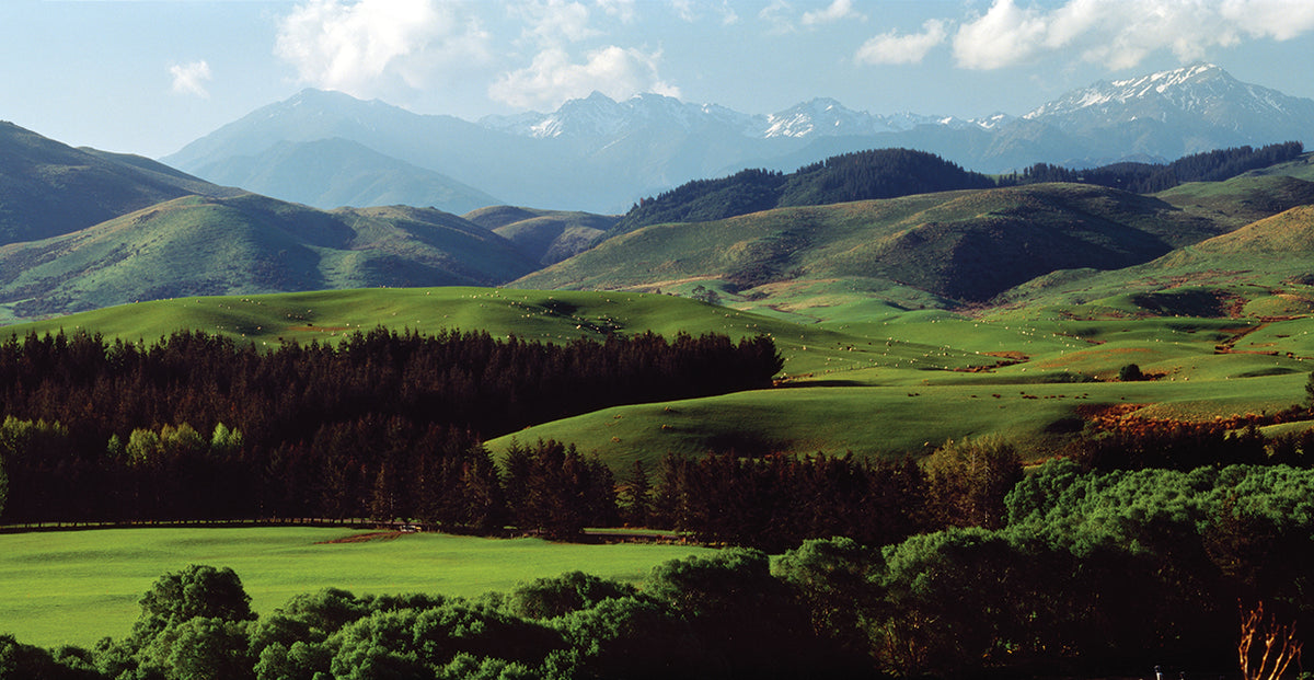New Zealand Farmlands
