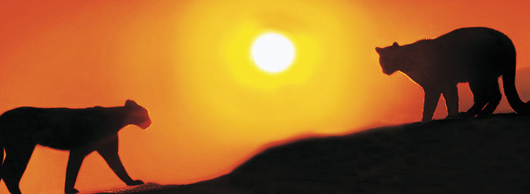 Cougars Against the Sunset