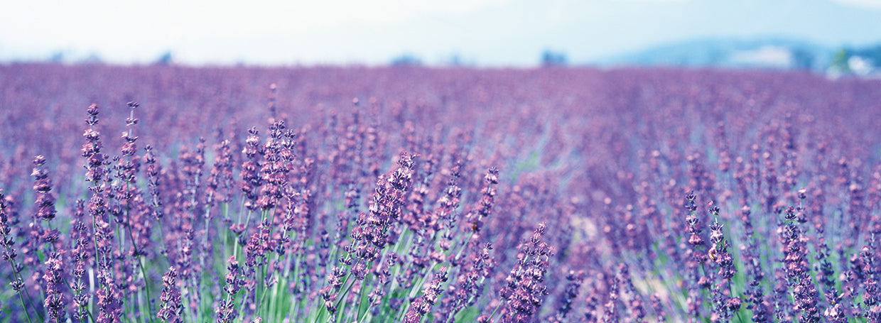 Lavanda de Hokkaido Lienzo