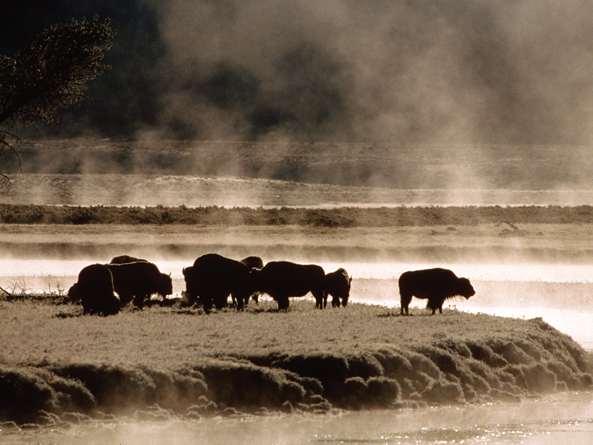 Grazing in Yellowstone