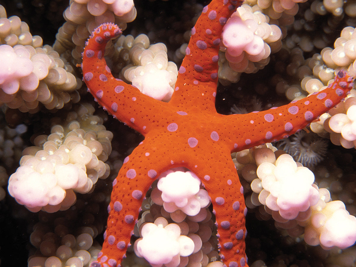 Starfish Reef