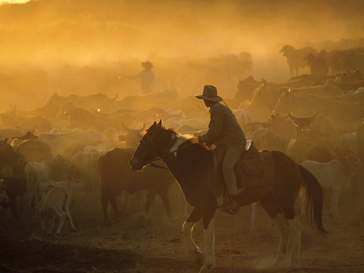 Queensland Cowboy