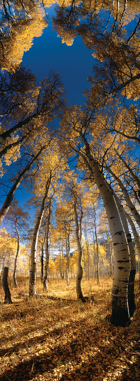 Colorado Aspens
